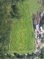 deer corn maze