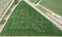 Tiger Corn Maze