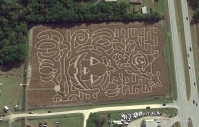 Scarecrow and Pumpkin Corn Maze