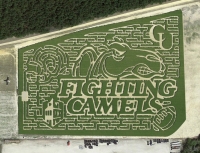 fighting camels corn maze