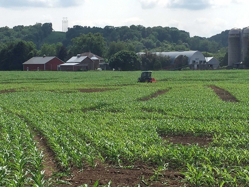 MazePlay Local Corn Maze Finder Corn Mazes