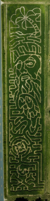 Pirate Corn Maze