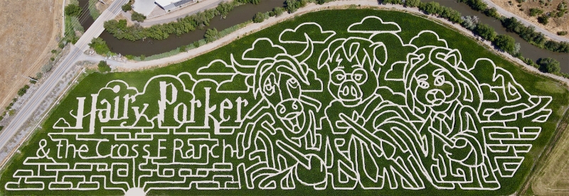 Harry Porker corn maze