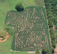 Dragon corn maze design