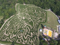 USA eagle corn maze