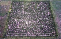Dog corn maze