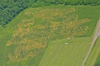 dinosaur Corn maze 