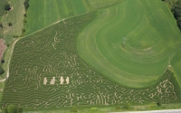 FSI Corn Maze 