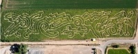 Farm Corn Maze 