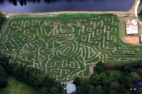 Cowboy Corn Maze 