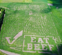 Eat Beef Corn Maze 