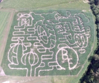 farm corn maze