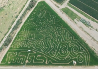 Horse Corn Maze 