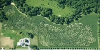 Butterfly Corn Maze