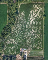 Bee Corn Maze