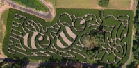 Bee Corn Maze