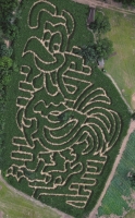 Chicken Corn Maze