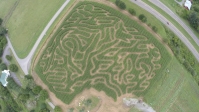 Animal Corn maze 
