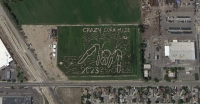 Spider Corn maze 