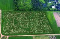 Fish Corn Maze 