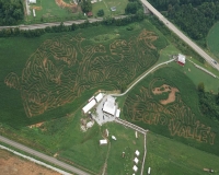 dinosaur Corn maze 