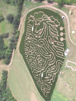 unicorn corn maze