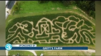 goat corn maze