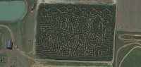 Cow and Calf Corn Maze