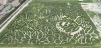 Butterfly Corn Maze 