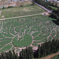 Bee Kind Corn Maze