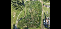 dinosaur Corn maze 