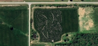 Tornado corn maze