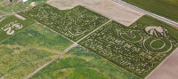 boise state bronco corn maze