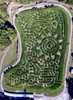 Bee Corn Maze