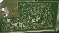 Mickey Mouse Corn Maze