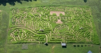 Tennessee football corn maze 