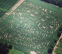 Happy 50th Corn Maze