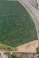 Cowboy Corn Maze 