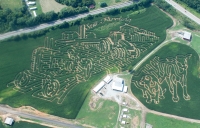 Farming Corn maze