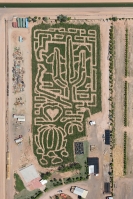 arizona corn maze