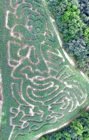 Chicken Corn Maze