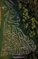 TRex Corn Maze 