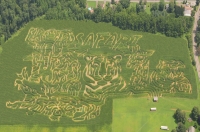 Safari corn maze