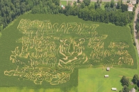 Safari corn maze