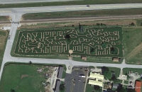 Giraffe corn maze