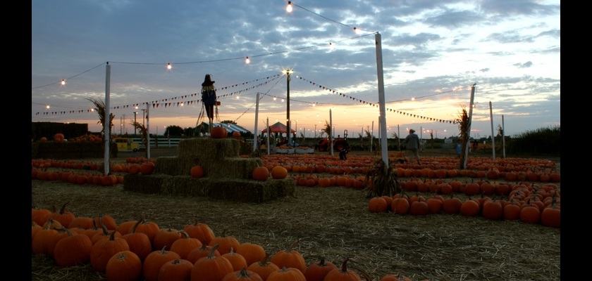 MazePlay - Dutch Hollow Farms